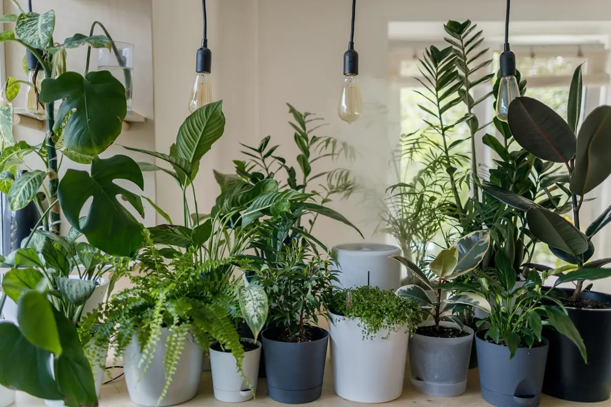 Escolha das plantas ideais 