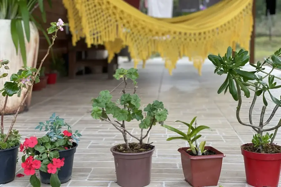 Jardim, varanda, plantas, flores, decoração verde
