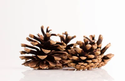 5 aromatizadores naturais para deixar a casa perfumada - Imagem 1