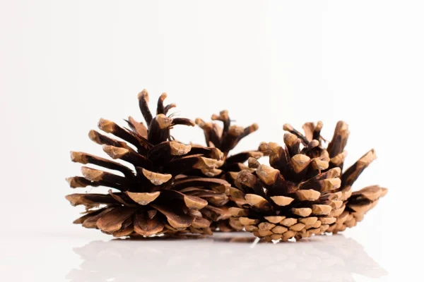 5 aromatizadores naturais para deixar a casa perfumada - Imagem 1